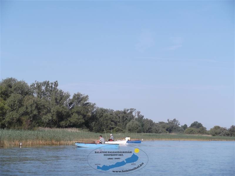 Nádi pontyfogó kupát rendeztek Balatonmáriafürdőn